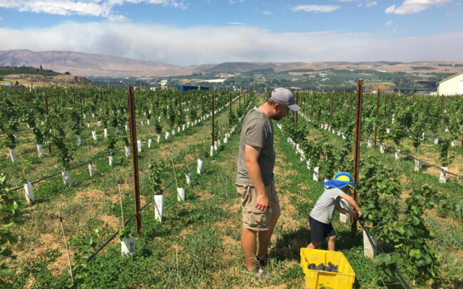 Man and his son picking grapes in the Treveri vineyards